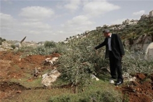 Caption: Israeli settlers uprooted hundreds of olive trees from the lands of al-Khader village, south of Bethlehem, March 20, 2013 (Photo flotillahyves.com).